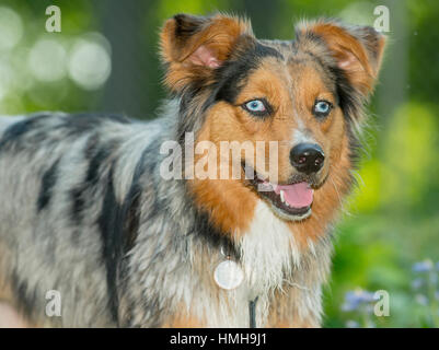 Gorgeous blue eyed Australian Shepherd Shepard tri-color Aussie merle 3/4 with mouth open outside with greenery Stock Photo