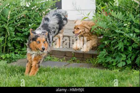 Action photo of gorgeous blue eyed Australian Shepherd Shepard tri-color Aussie dog playing, running, jumping off stairs with cocker spaniel Stock Photo