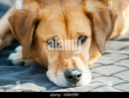 adorable brown lab mix shelter rescue dog close up headshot lying down outside resting chin on ground looking at camera Stock Photo