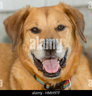 Handsome mixed breed red brown dog floppy ears and smiling at camera Stock Photo