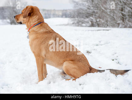 Handsome mixed breed red brown dog sitting profile looking out over snowy scene rainbow collar Stock Photo