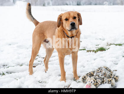 Handsome mixed breed red brown dog standing next to stuffed animal in snowy scene with tail up and ears back Stock Photo