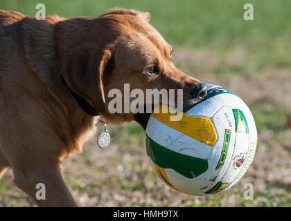 Handsome mixed breed red brown dog carrying soccer ball in his mouth outside Stock Photo
