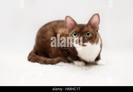 Portrait of young devon rex cat Stock Photo