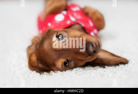 funny Dachshund puppy is covered with a blanket Stock Photo