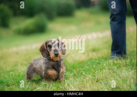 Wire haired dachshund dog Stock Photo