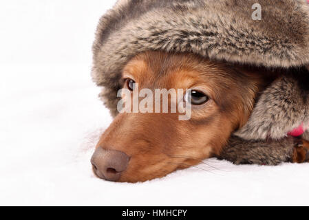 Longhair dachshund puppy. Not isolated Stock Photo