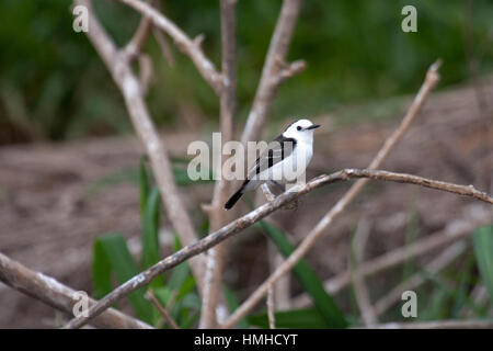 Black backed water tyrant perched on branch in Brazil Stock Photo