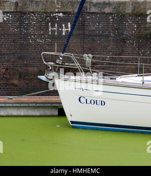 Swan on one of the waterways in Amsterdam, Netherlands Stock Photo - Alamy