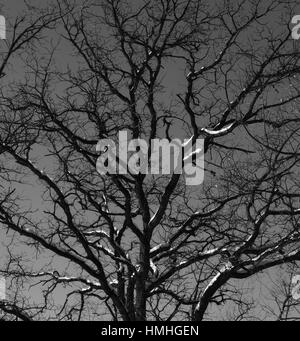 Oak Tree silhouette in winter landscape Stock Photo - Alamy