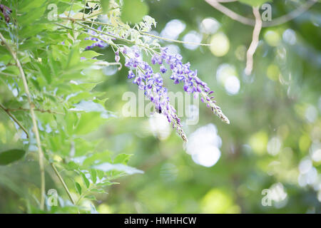 Close up of a carpenter bee hovering around a purple bloom Stock Photo