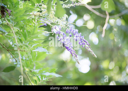 Close up of a carpenter bee hovering around a purple bloom Stock Photo