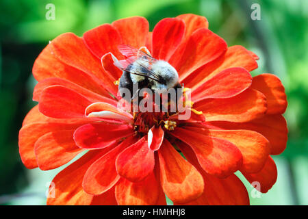 Close Up View of a Honey Bee Pollenating a Red Zinnia Flower Stock Photo