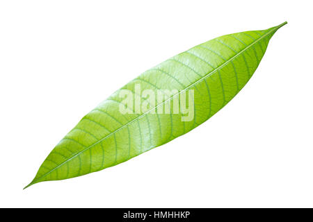 Green mango leaf isolated on white with clipping path Stock Photo