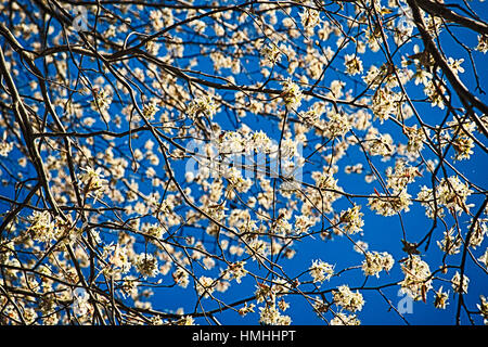 Flowering Tree Branches Against Blue Sky Stock Photo