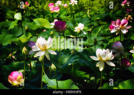 Blooming Lotus Flowers Outdoors Stock Photo
