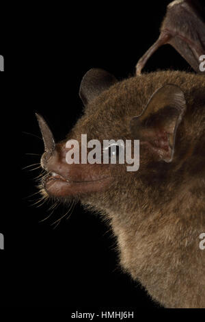 Pallas' Long-tongued Bat (Glossophaga soricina), La Selva Biological Station, Costa Rica. Stock Photo