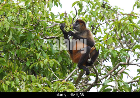 Central American Spider Monkey (Ateles geoffroyi) eating fruit, Tortuguero National Park, Costa Rica. Stock Photo