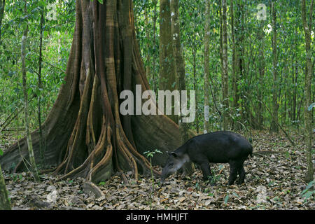 Baird’s Tapir (Tapirus bairdii) feeding on fallen fruit at base of fig tree. Corcovado National Park, Osa Peninsula, Costa Rica. Stock Photo