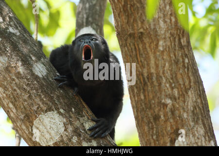 Male mantled howler monkey (Alouatta palliata) calling. Tropical dry forest. Palo Verde National Park, Guanacaste, Costa Rica. Stock Photo