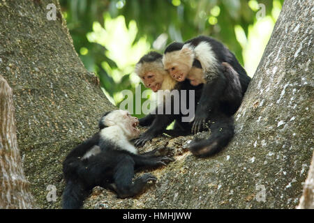 White-faced capuchin monkeys (cebus capucinus). Aggression between troup members. Palo Verde National Park, Guanacaste, Costa Rica. Stock Photo