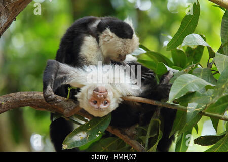 White-faced capuchin monkeys (cebus capucinus) grooming. Tropical dry forest, Palo Verde National Park, Guanacaste, Costa Rica. Stock Photo