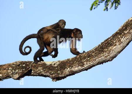 Mantled howler monkeys (Alouatta palliata) - mother and baby. Tropical dry forest. Palo Verde National Park, Guanacaste, Costa Rica. Stock Photo