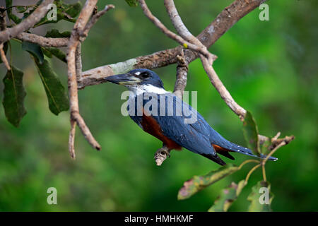 Ringed Kingfisher, (Ceryle torquata), adult on branch, Pantanal, Mato Grosso, Brazil, South America Stock Photo