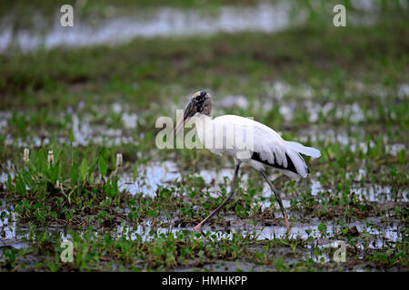 Wood Stork, (Mycteria americana), adult on meadow searching for food, Pantanal, Mato Grosso, Brazil, South America Stock Photo