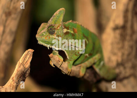 Veiled chameleon, (Chamaeleo calyptratus), adult male, on tree, Arabian Peninsula Stock Photo