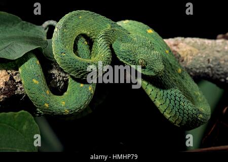Female Atheris chlorechis bush viper almost all green #reptile #pet #f