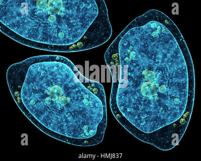 Three amoebas on abstract black background. 3d render Stock Photo