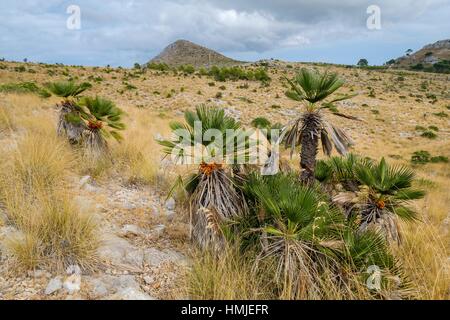 Palmito, Chamaerops humilis, Puig de la Talaia Freda -Puig Morell-, 562m. parque natural de la serra de Llevant, Arta, Majorca, Balearic Islands,