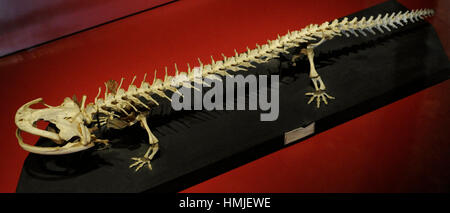 Japanese giant salamander (Andrias japonicus). Amphibian. Skeleton. Maritime and Science Museum. Malmo. Sweden. Stock Photo