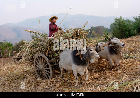 A sugar cane farmer drives an ox-cart in the countryside near Inle Lake in Nyaung Shwe, Myanmar (Burma). Stock Photo