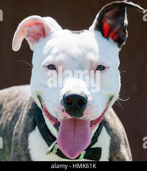 White and brindle pitbull shelter dog close up headshot  looking at camera portrait Stock Photo