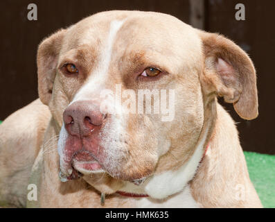 Tan dog with white stripe rescue dog mixed breed pitbull looking at camera close up headshot Stock Photo