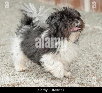 black and white toy breed dog full body trotting looking up outside Stock Photo