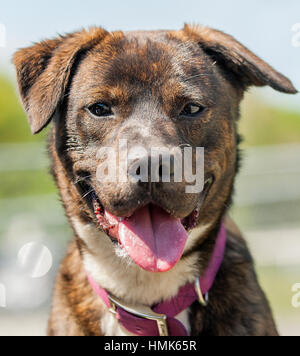 Brindle shelter mixed breed mutt dog headshot close up looking at camera with mouth open Stock Photo