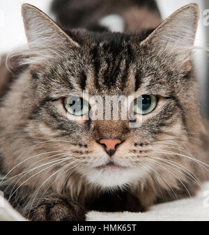 Long haired grey tiger cat close up headshot portrait Stock Photo