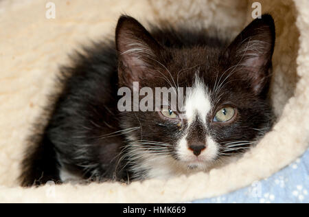 Adorable black and white kitten close up from above looking up at camera Stock Photo