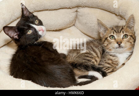 Two kittens lying down in round bed looking up Stock Photo