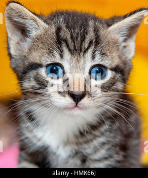 grey tiger kitten with blue eyes close up portrait headshot Stock Photo