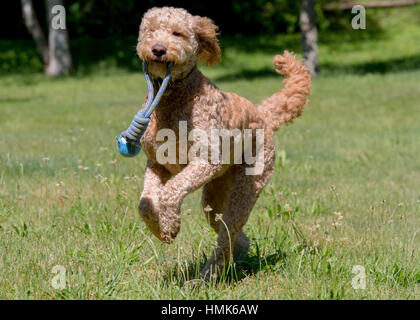 beautiful goldendoodle labradoodle running and playing in a country field with toy in mouth Stock Photo