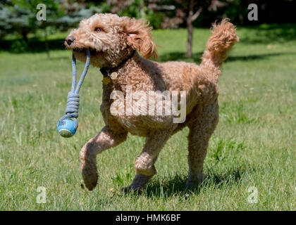 beautiful goldendoodle labradoodle running and playing in a country field with toy in mouth Stock Photo