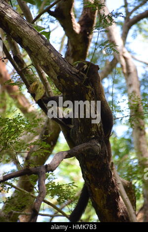 Wild coati (coatimundi) stretching out on a tree in Guanacaste, Costa Rica Stock Photo