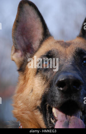 The German Shepherd and nose close up Stock Photo