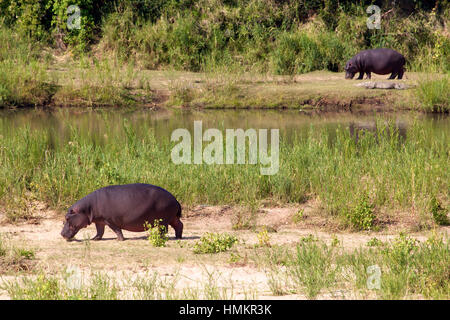 Two hippo's and a crocodile Stock Photo