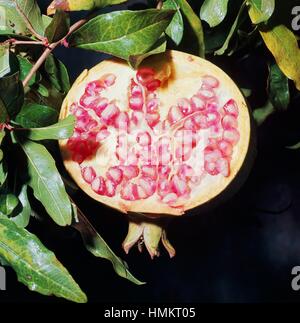 Cross-section of the Pomegranate (Punica granatum), Punicaceae. Stock Photo