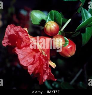 Pomegranate (Punica granatum), Punicaceae. Stock Photo